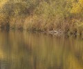 Joshofen Weiher